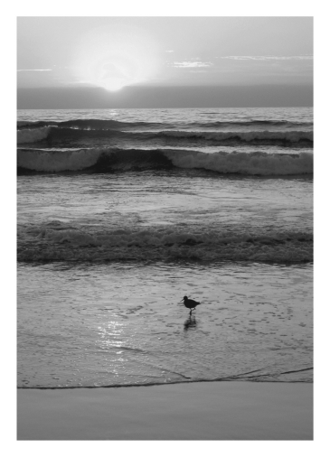 Waves cause beach sand to be ____________.   A)  well rounded B)  poorly sorted C)  well sorted D)  Both a and b are correct. E)  Both a and c are correct.