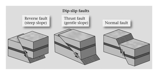 In a ____________ fault,the fault plane is greater than 35° from horizontal and the hanging-wall block moves upward relative to the footwall block.   A)  detachment B)  normal C)  reverse D)  thrust