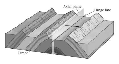 A fold shaped like an elongate arch is a(n) ____________.   A)  anticline B)  basin C)  dome D)  syncline