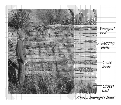 Which of the following geologic principles is a direct result of gravity?   A)  baked contacts B)  cross-cutting relationships C)  original horizontality D)  inclusions