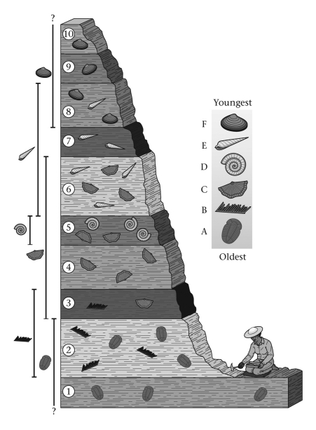 Within the world's undisturbed sequences of sedimentary rocks,fossils ____________.   A)  are rarely, if ever, found B)  are randomly distributed C)  occur in an ordered sequence