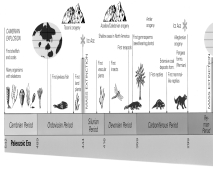 Look carefully at the figure below.Now,think why insects,reptiles and mammals might have appeared on the continents after plants.   A)  There was not enough atmospheric oxygen for animals, etc., until the Devonian. B)  Land plants might have provided food and protection from the Sun. C)  There was not enough continental landmass until the Devonian Period. D)  The formation of banded-iron formations (BIFs)  across the continents during the Silurian probably coincided with widespread iron poisoning of rivers and lakes