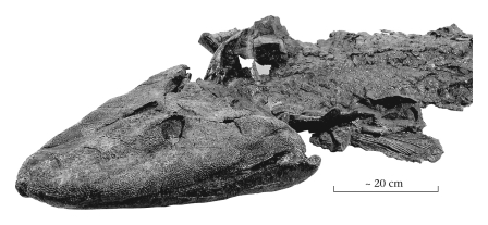 The fossil fish Tiktaalik is noteworthy because it ____________.   A)  was preserved with a hook in its mouth and represents the oldest evidence of human fishing B)  is the largest fossil shark ever recovered C)  represents a transitional form between fish and land creatures D)  was found alive in modern oceans; previously, it was thought to be extinct