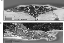 Look at river Deltas A and B and choose the correct statement about the river sediment loads and coastal processes that might be destroying the deltas.   A)  Delta A receives more river sediment and is being destroyed more quickly by coastal processes. B)  Delta B receives more river sediment and is being destroyed more quickly by coastal processes. C)  Delta A receives more river sediment and is being destroyed less quickly by coastal processes. D)  Delta B receives more river sediment and is being destroyed less quickly by coastal processes.