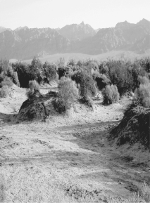 Why is the land surface higher underneath the clumps of vegetation?   A)  evaporation, causing compaction of soils B)  compaction of the ground from the hoofs of cattle or other grazing animals C)  deflation of the ground surface by wind erosion D)  excretion of soil particles by the bushes during their lifetimes