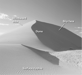 If you excavated an exploratory trench from left to right through either of the sand dunes in the figure below,which way would you expect to find the cross-beds dipping?   A)  vertically B)  to the right C)  to the left D)  horizontally