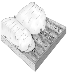In the figure below,an ice sheet flows from the upper left to the lower right,where it melts.At which location are you most likely to find a medial moraine?   A)  A. B)  B. C)  C. D)  D.
