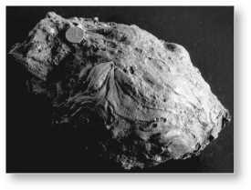The image below shows a ________,which is a large piece of pyroclastic debris ejected during an eruption,with a smooth texture due to the fact that it was partially molten when ejected.   A) block B) bomb C) lapilli D) xenolith
