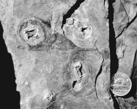 What type of weathering has happened to the rocks in the following picture?   A) hydrolysis B) hydration C) dissolution D) oxidation