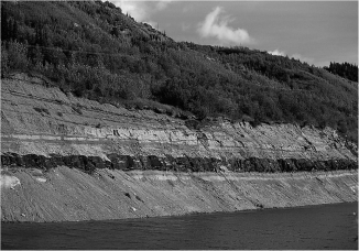 The image below shows a layer of ________,which is an accumulation of dead plant material.   A) limestone B) coal C) sandstone D) chalk
