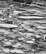 What was the direction of compression that formed the foliation in the image below?   A) top and bottom,pressing inward B) both sides,pressing inward C) top and bottom,pulling outward D) in and out of the image,pulling outward