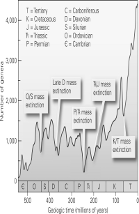 According to the figure below,which mass extinction was the most devastating?   A) Permian/Triassic B) Ordovician/Silurian C) Cretaceous/Tertiary D) Late Devonian