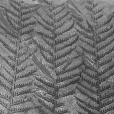 Explain how the leaves in the image below were formed.   