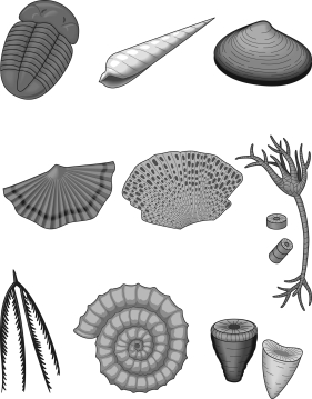 Label each fossil in the image below with the common fossil name.   