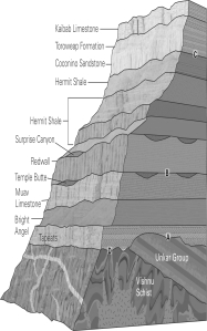 In the image of the Grand Canyon below,identify the nonconformity.   A) A B) B C) C D) D