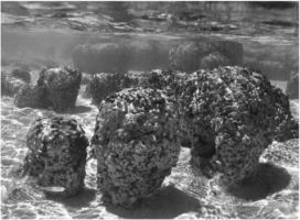 Stromatolites are layered structures produced by the activity of ________.   A) dinosaurs B) methanogens C) cyanobacteria D) green algae