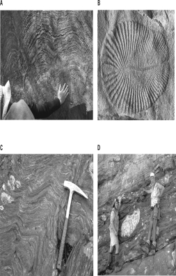 Which of the following images contains evidence of the earliest life to form on Earth?   A) A B) B C) C D) D