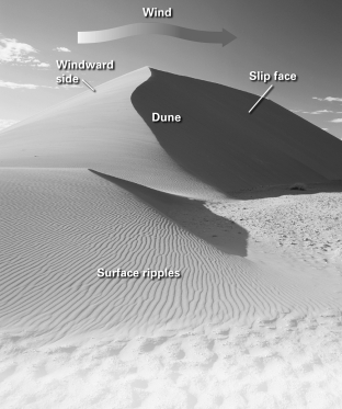 The image below is of a ________ dune.   A) transverse B) star C) longitudinal D) parabolic