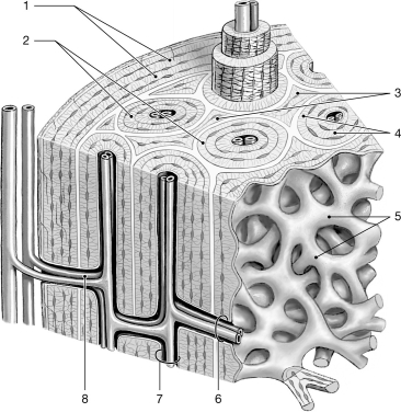    Figure 6-1 Bone Tissue Use Figure 6-1 to answer the following question(s) : -Which structure is characteristic of spongy bone? A)  1 B)  2 C)  3 D)  4 E)  5