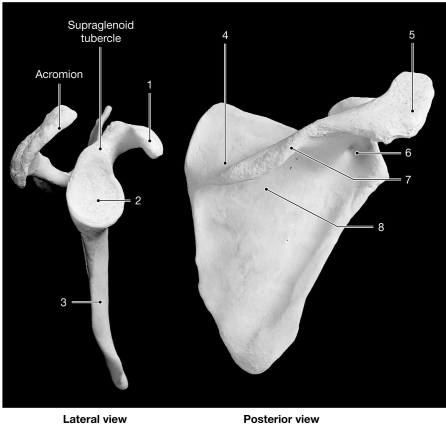    Figure 7-3 The Scapula Use Figure 7-3 to answer the following questions: -Identify the structure labeled  7.  A)  acromion B)  scapular process C)  spine D)  coracoid process E)  scapular notch