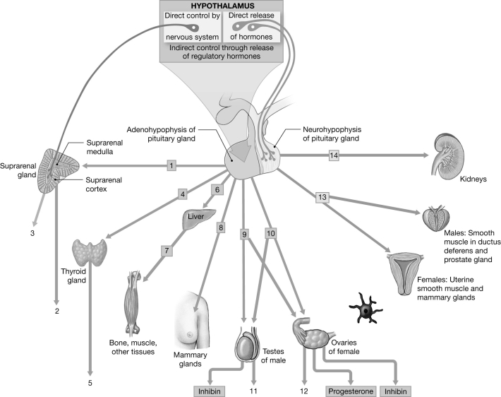    Figure 16-1 Pituitary Hormones and Their Targets Use Figure 16-1 to answer the following questions: -Identify the hormone labeled  13.  A)  LH B)  progesterone C)  estrogen D)  oxytocin E)  testosterone