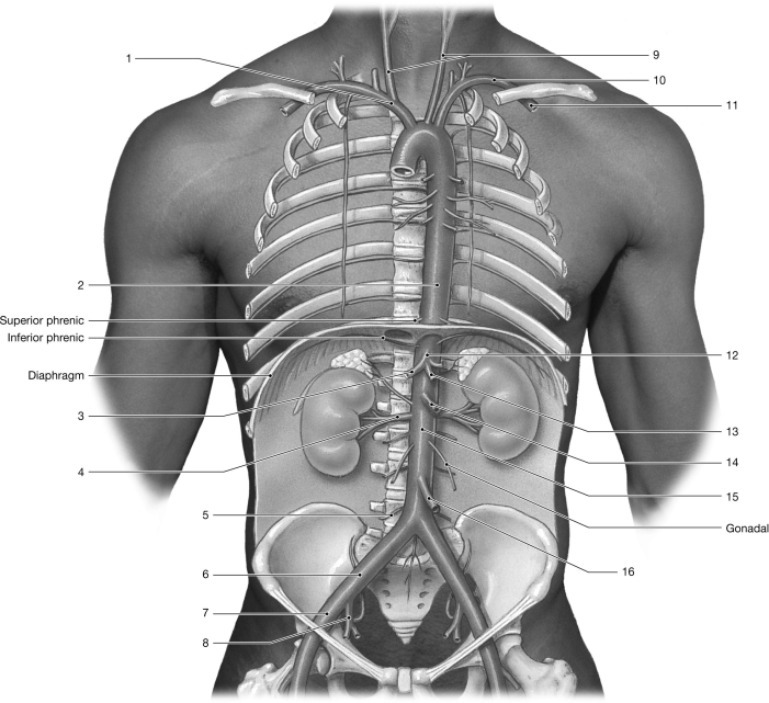    Figure 17-2 Arteries Use Figure 17-2 to answer the following questions: -Identify the artery labeled  6.  A)  common iliac B)  internal iliac C)  external iliac D)  abdominal aorta E)  femoral