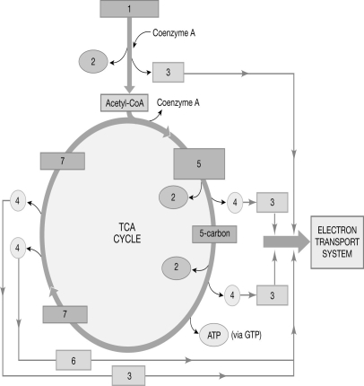    Figure 22-1 The Citric Acid Cycle Use Figure 22-1 to answer the following questions: -Identify the substance labeled  4.  A)  hydrogen atoms B)  citric acid C)  4-carbon molecule D)  NADH E)  FADH₂