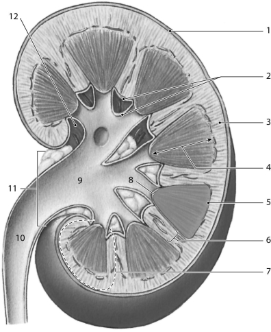    Figure 23-1 Use Figure 23-1 to answer the following questions: -Identify the structure labeled  10.  A)  renal pelvis B)  minor calyx C)  ureter D)  major calyx E)  renal column