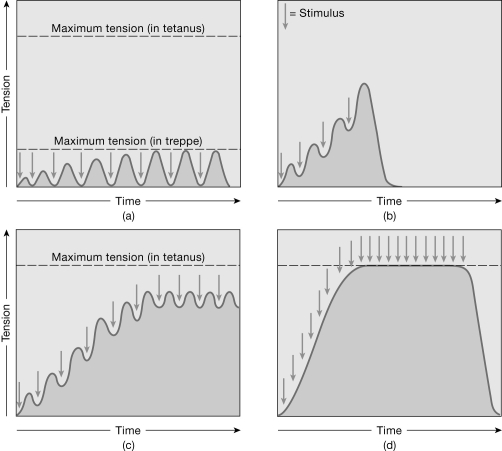   Figure 9- 2 Muscle Contractions Use Figure 9- 2 to answer the following questions: -To produce a contraction similar to the one in graph b) , the muscle A)  must be stimulated to the point of fatigue. B)  gradually warms up. C)  must be stimulated again before it has relaxed from the previous stimulation. D)  is excited by a stimulus of increasing intensity. E)  is caused to produce isolated twitches.