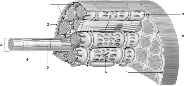  Figure 9- 1 Skeletal Muscle Fiber Use Figure 9- 1 to answer the following questions: -Which of the following are found in the structure labeled  3 ? A)  actin B)  tropomyosin C)  myosin D)  titin E)  all of the above