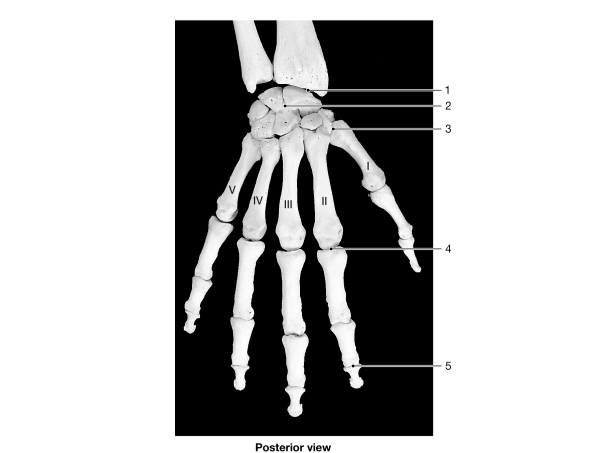   Figure 8- 1 Bones of the Wrist and Hand Use Figure 8- 1 to answer the following questions: -A movement away from the midline of the body is termed A)  abduction. B)  inversion. C)  flexion. D)  extension. E)  adduction.