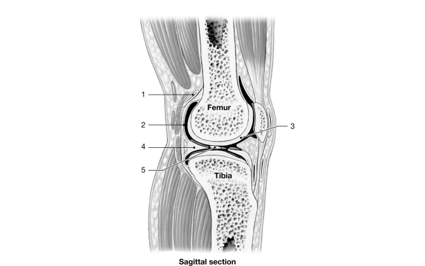   Figure 8- 2 A Simplified Sectional View of the Knee Joint Use Figure 8- 2 to answer the following questions: -Identify the structure labeled  2.  A)  synovial membrane B)  periosteum C)  serous membrane D)  joint capsule E)  intracapsular ligament