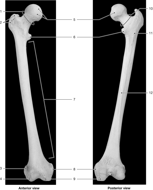 <strong>  Figure 7- 6 The Femur Use Figure 7- 6 to answer the following questions: Identify the diaphysis of the femur.</strong> A) 1 B) 2 C) 3 D) 5 E) 7 <div style=padding-top: 35px> 