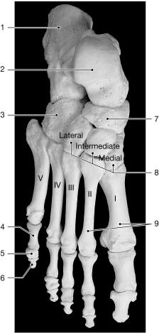 <strong>  Figure 7- 5 Bones of the Ankle and Foot Use Figure 7- 5 to answer the following questions: On which bone does the tibia press?</strong> A) 9 B) 1 C) 2 D) 7 E) 3 <div style=padding-top: 35px> 