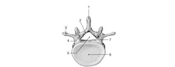<strong>  Figure 7- 2 Typical Vertebra inferior view) Use Figure 7- 2 to answer the following questions: Identify the structure labeled 2.</strong> A) transverse process B) superior articular process C) lamina D) inferior articular process E) pedicle <div style=padding-top: 35px> 