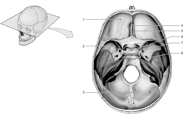   Figure 7- 1 Floor of the Cranial Cavity Use Figure 7- 1 to answer the following questions: -Which bone has foramina for the olfactory nerves? A)  1 B)  2 C)  3 D)  4 E)  5