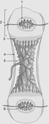   Figure 6- 2 Endochondral Ossification Use Figure 6- 2 to answer the following questions) : -Identify the structure at #4. A)  periosteum B)  mesenchyme C)  spongy bone D)  hyaline cartilage E)  intramembranous bone