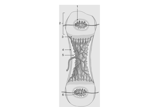   Figure 6- 2 Endochondral Ossification Use Figure 6- 2 to answer the following questions) : -Cells that secrete the organic components of the bone matrix are called A)  chondrocytes. B)  osteoclasts. C)  osteoblasts. D)  osteocytes. E)  osteoprogenitor cells.