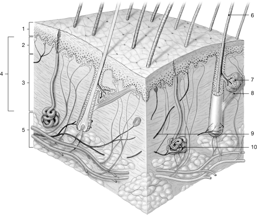   Figure 5- 1 The Components of the Integumentary System Use Figure 5- 1 to answer the following questions) : -Which tissue is located in the region labeled  2 ? A)  adipose tissue B)  reticular connective tissues C)  cartilage and blood D)  stratified squamous epithelium E)  areolar connective tissue