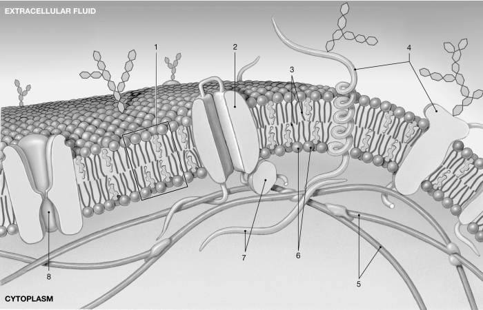   Figure 3- 1 The Plasmalemma Use Figure 3- 1 to answer the following questions) : -Microfilaments are labeled A)  1. B)  2. C)  3. D)  5. E)  6.