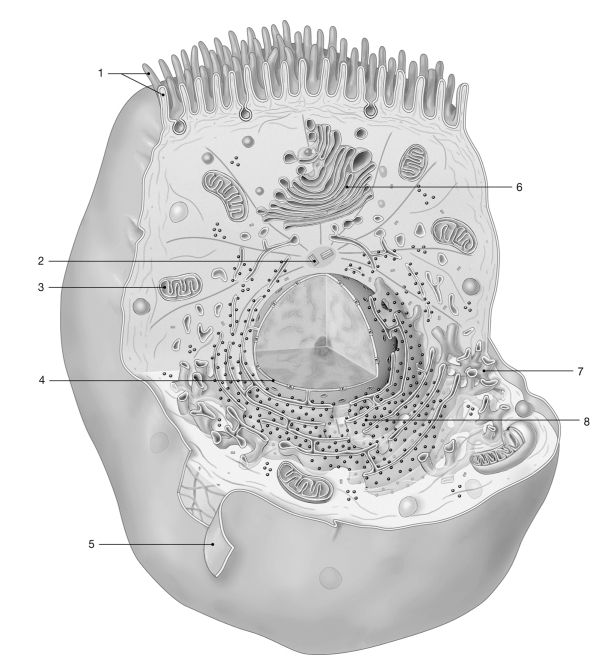   Figure 3- 2 The Anatomy of a Representative Cell Use Figure 3- 2 to answer the following questions) : -Cancer cells A)  have a slow mitotic rate. B)  are indistinguishable from normal body cells. C)  generally form benign tumors. D)  do not form neoplasms. E)  may exhibit metastasis.