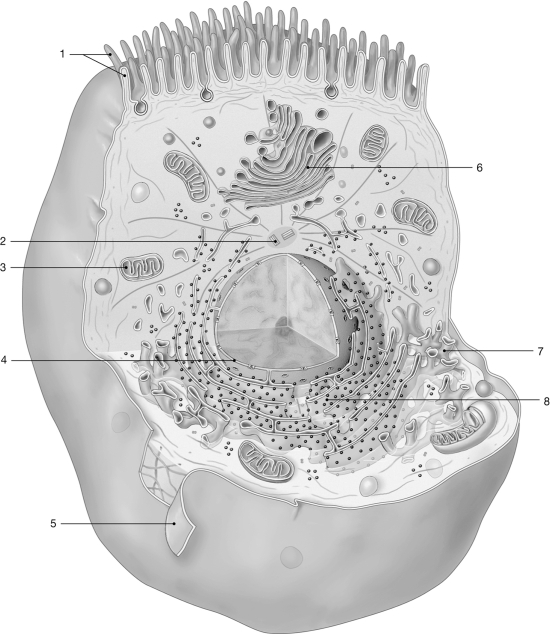   Figure 3- 2 The Anatomy of a Representative Cell Use Figure 3- 2 to answer the following questions) : -Which organelle renews the cell membrane and modifies and packages proteins for secretion? A)  4 B)  5 C)  6 D)  7 E)  8