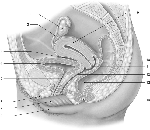   Figure 26- 2 The Female Reproductive System Use Figure 26- 2 to answer the following questions: -A drug that blocked the enzyme aromatase would do what to a patient? A)  prevent the synthesis of estrogen B)  increase the risk of osteoporosis C)  reduce the risk of breast cancer D)  bring on symptoms of menopause E)  all of the above