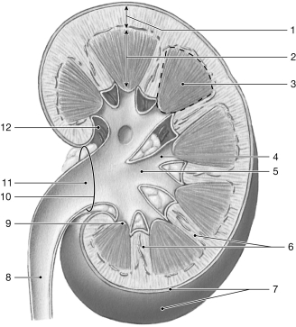   Figure 24- 1 The Structure of the Kidney Use Figure 24- 1 to answer the following questions: -Identify the structure labeled  9.  A)  fibrous capsule B)  renal sinus C)  renal column D)  renal papilla E)  renal pyramid