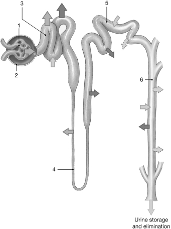   Figure 24- 2 The Nephron Use Figure 24- 2 to answer the following questions: -Where does most nutrient reabsorption occur? A)  4 B)  3 C)  5 D)  2 E)  6