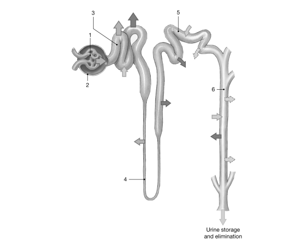   Figure 24- 2 The Nephron Use Figure 24- 2 to answer the following questions: -Where does countercurrent multiplication occur? A)  5 B)  6 C)  3 D)  2 E)  4
