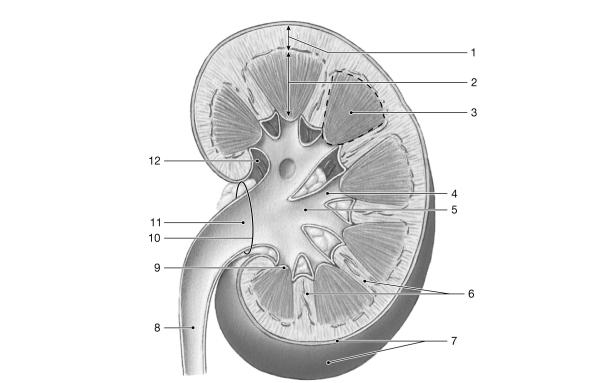   Figure 24- 1 The Structure of the Kidney Use Figure 24- 1 to answer the following questions: -The filtration of plasma takes place in the A)  renal corpuscle. B)  papillary duct. C)  ureter. D)  nephron loop loop of Henle) . E)  distal convoluted tubule.
