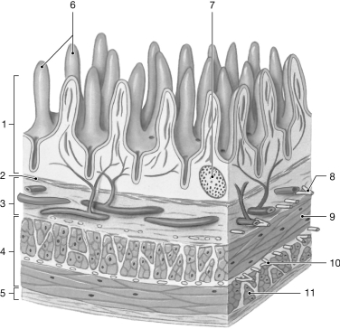   Figure 22- 1 The Wall of the Small Intestine Use Figure 22- 1 to answer the following questions: -What is produced by the structure labeled  7 ? A)  antibodies B)  hydrochloric acid C)  sodium bicarbonate D)  lipase E)  pepsinogen