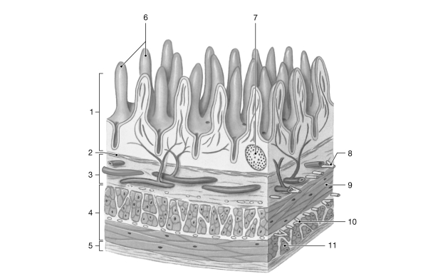   Figure 22- 1 The Wall of the Small Intestine Use Figure 22- 1 to answer the following questions: -Contraction of the muscle layer labeled  9  causes the digestive tract to A)  dilate. B)  fold for increased surface area. C)  shorten. D)  secrete enzymes. E)  constrict.