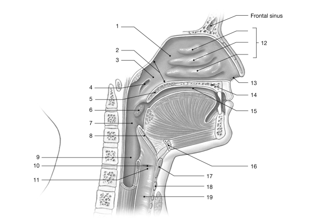   Figure 21- 1 The Upper Airways Use Figure 21- 1 to answer the following questions: -The glottis is A)  the opening to the pharynx. B)  part of the hard palate. C)  a flap of elastic cartilage. D)  the soft tissue that hangs off the end of the soft palate. E)  the opening to the larynx.